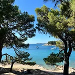 Olea *