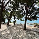 Olea *